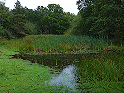 Pool and reeds