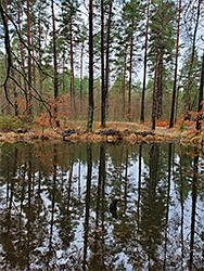 Slender conifers