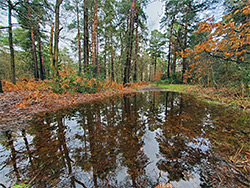 Leaves in a pond