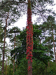 Red-leafed ivy