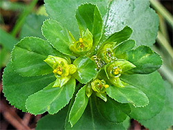 Sun spurge