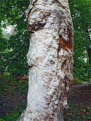 White-barked tree