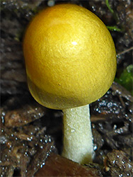 Yellow fieldcap