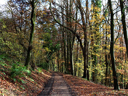 Track near Kennel Pond