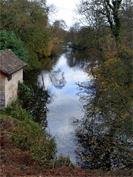 Trees and a pond