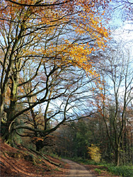 Track near Parkmill Pond