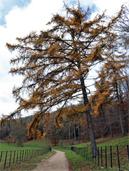 Leaning larch