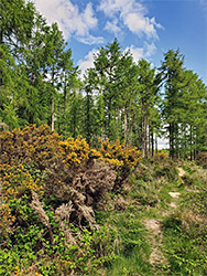 Gorse and pines