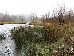 The lake in winter