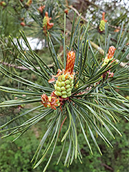 Scots pine