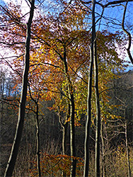 Slender trunks