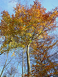 Red-orange leaves