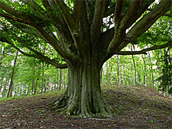 Large beech tree