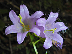 Nettle-leaved bellflower