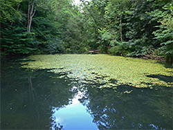 Tree-lined pond
