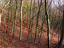 Trees and their shadows