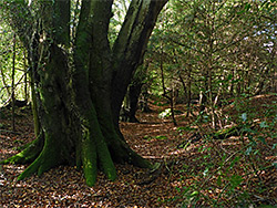 Ancient beech