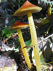 Blackening waxcap