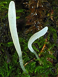 Clavaria