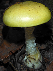 Deathcap