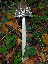 Magpie inkcap