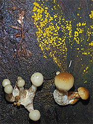 Porcelain mushroom and yellow disco