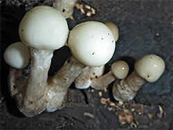 Porcelain mushroom