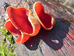 Scarlet elf cup