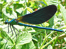 Beautiful demoiselle