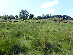 Grassland