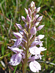 Heath spotted orchid