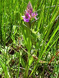 Southern marsh orchid