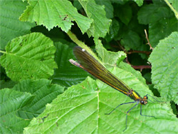 Dragonfly