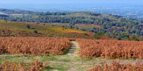 Mendip Hills AONB