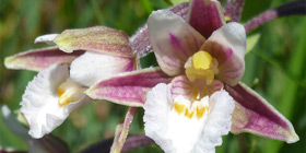 Marsh helleborine