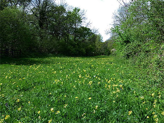 The meadow