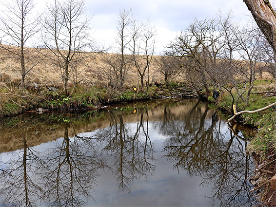 Trees and their reflections