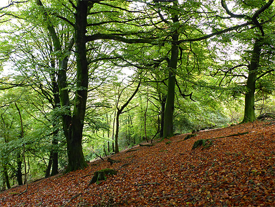 Beech trees and fallen leaves