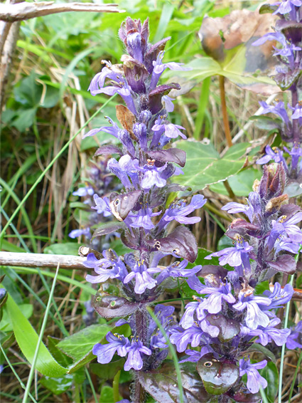 Ajuga reptans (bugle), Portishead, Somerset