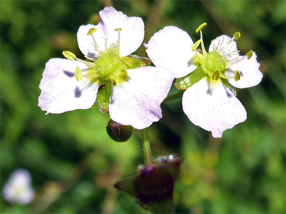 Common water-plantain (alisma plantago-aquatica), Kenfig, Bridgend