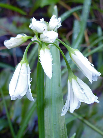 Allium triquetrum (three-cornered leek), Portishead, Somerset