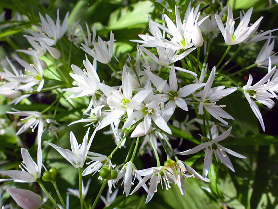 Allium ursinum (wild garlic), Lower Woods, Gloucestershire