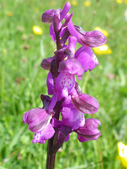 Anacamptis morio (green-winged orchid), Lyme Regis, Devon