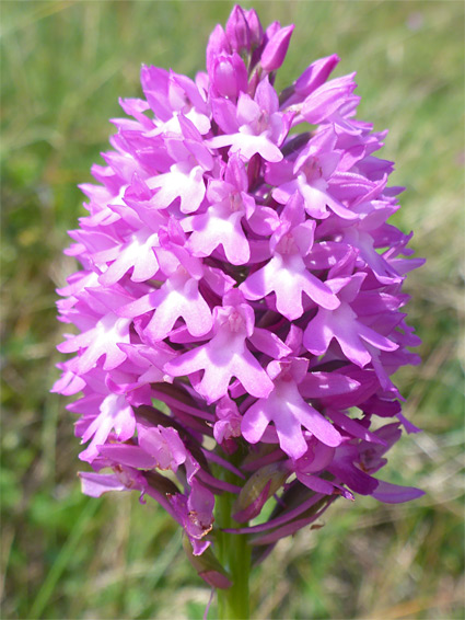 Pyramidal orchid (anacamptis pyramidalis), Merthyr Mawr, Bridgend