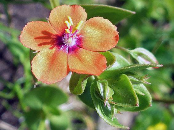 Orange flower