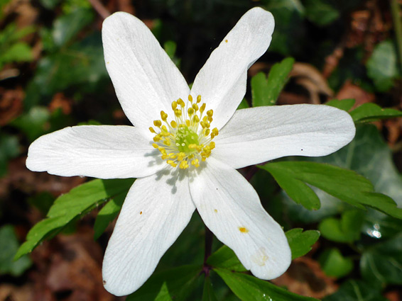 Wood anemone (anemone nemorosa), Midger Wood, Gloucestershire