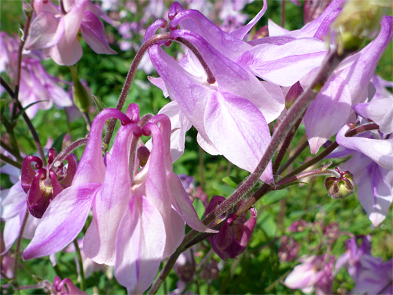 Columbine (aquilegia vulgaris), Bubwith Acres, Somerset