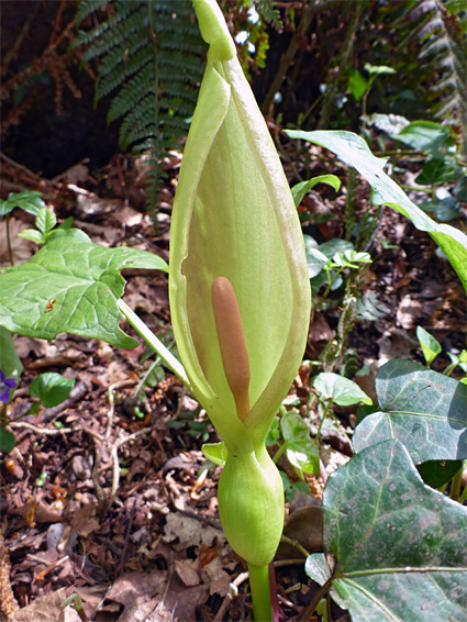 Arum italicum (Italian lords-and-ladies), Ban-y-Gor Woods, Gloucestershire