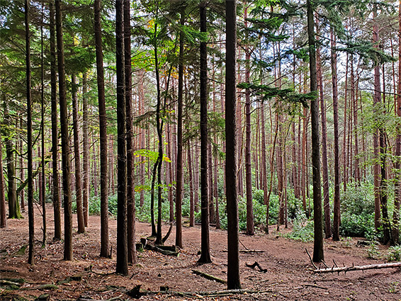 Path beside trees