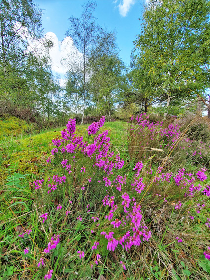 Bell heather